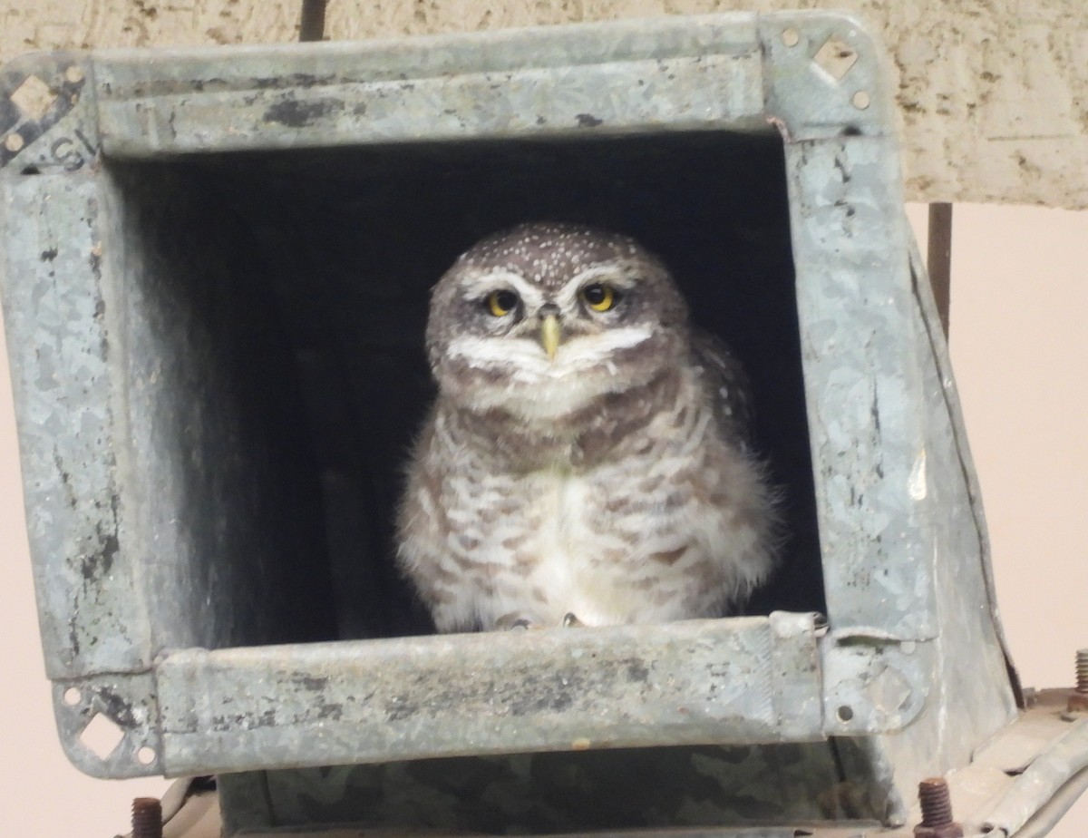 Spotted Owlet - ML620263551