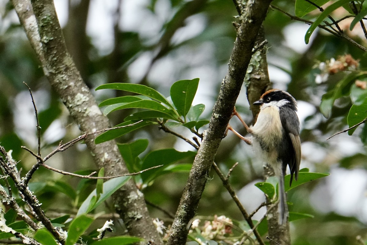 Black-throated Tit - ML620263554