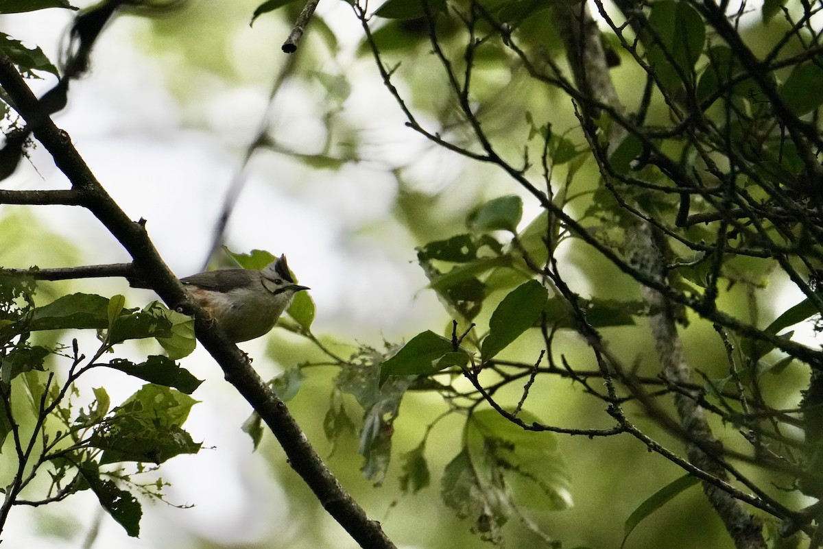 Braunscheitelyuhina - ML620263561