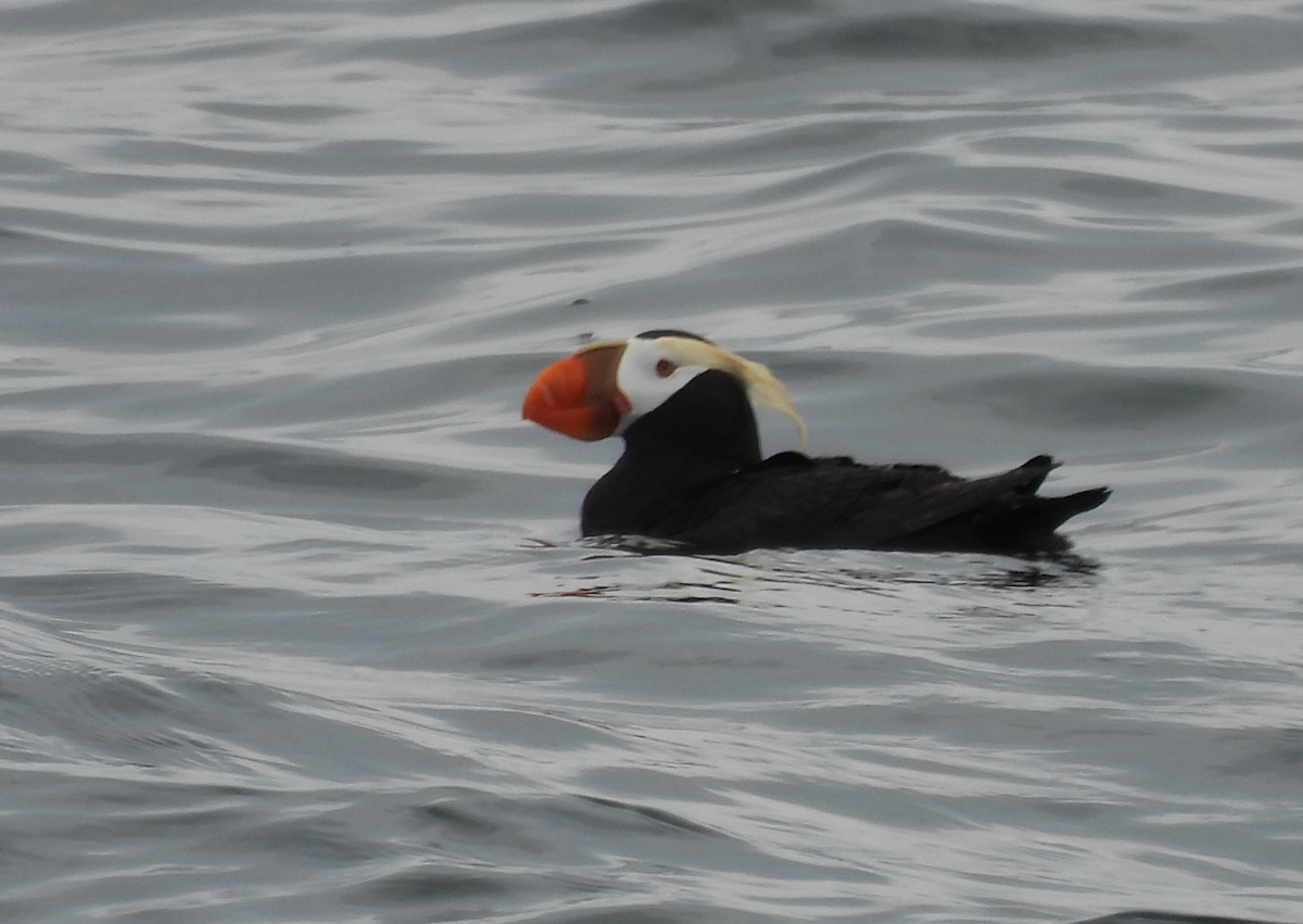 Tufted Puffin - ML620263562