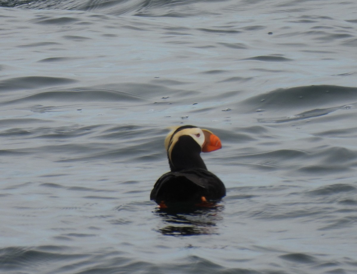 Tufted Puffin - ML620263563