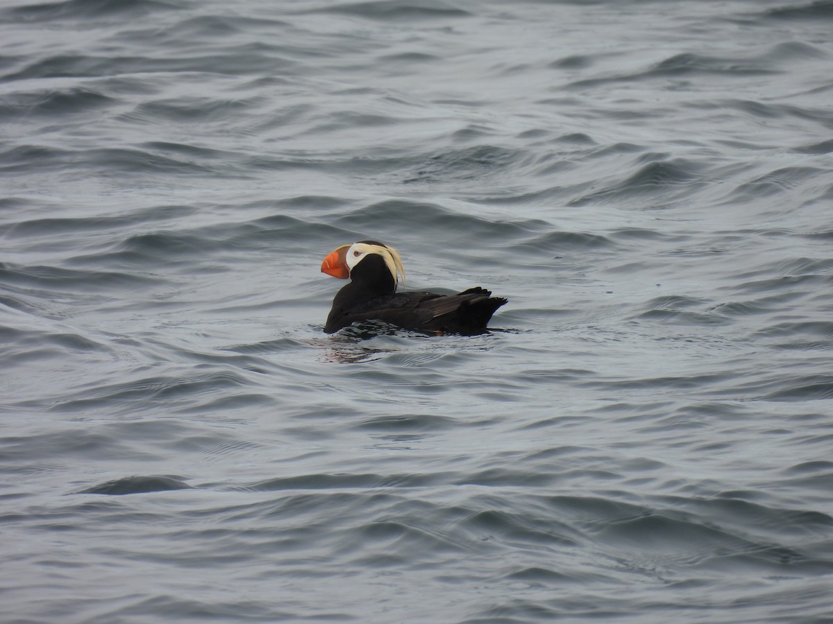 Tufted Puffin - ML620263565