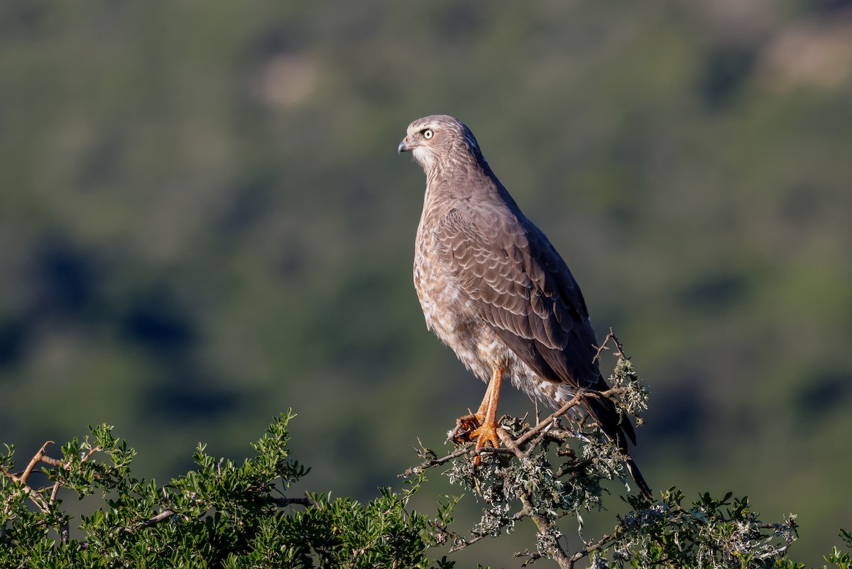 Pale Chanting-Goshawk - ML620263571