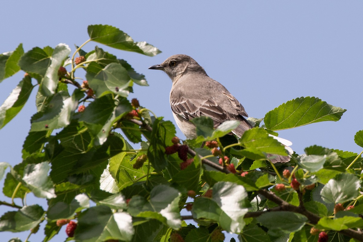 Northern Mockingbird - ML620263572