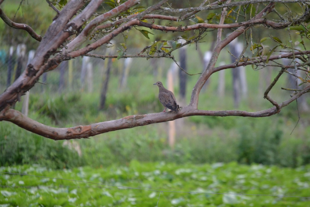 Eared Dove - ML620263574