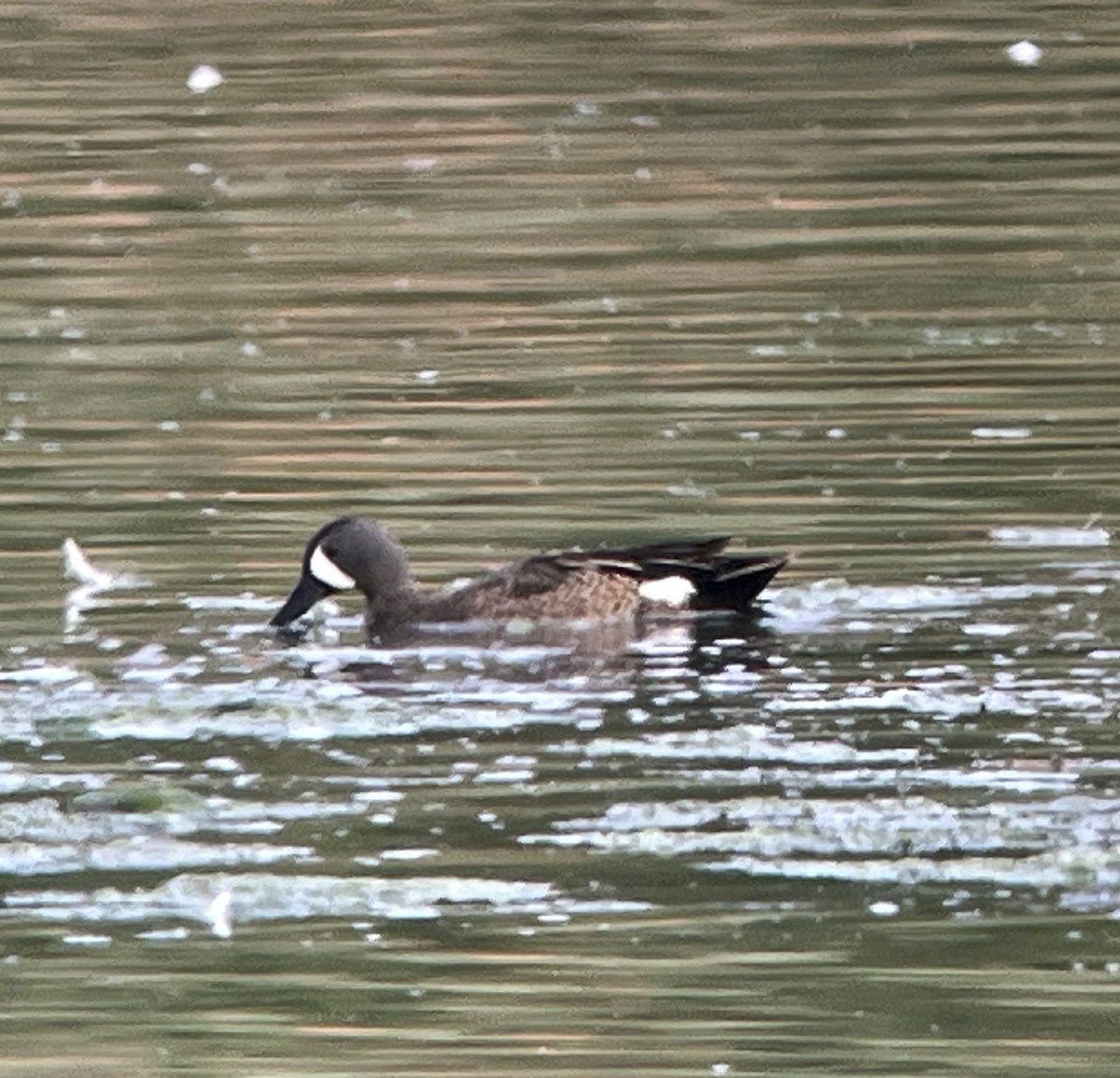 Blue-winged Teal - ML620263579