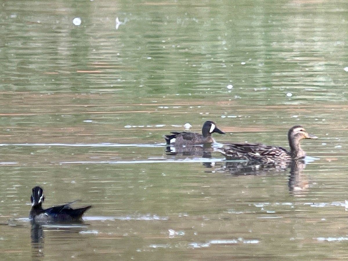 Blue-winged Teal - ML620263580