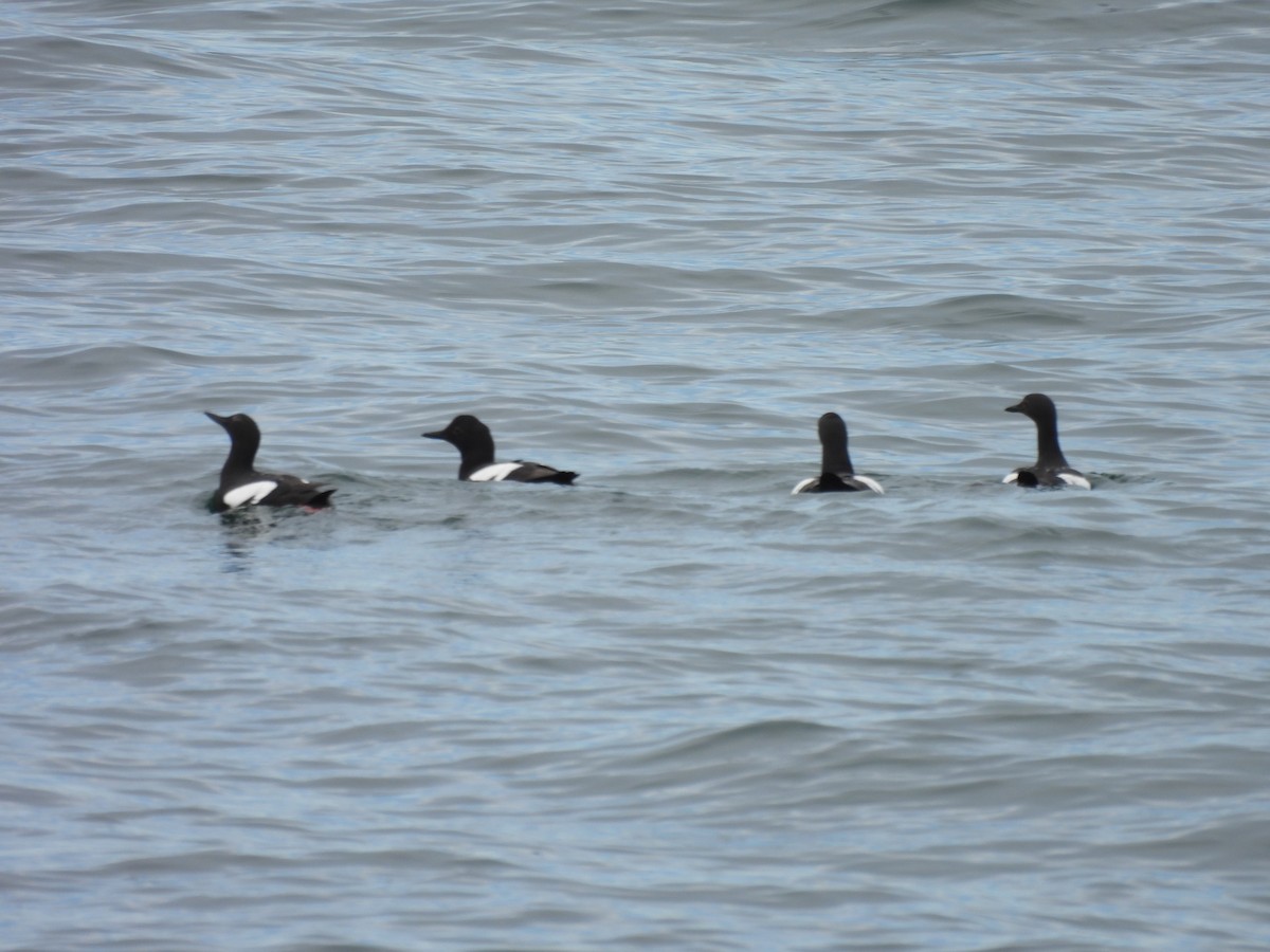 Pigeon Guillemot - ML620263597