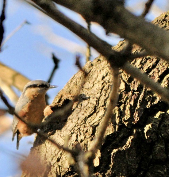 Eurasian Nuthatch - ML620263604