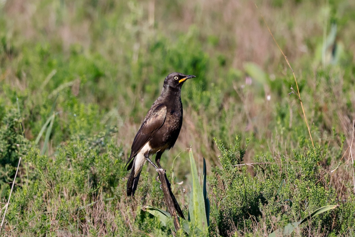 African Pied Starling - ML620263605