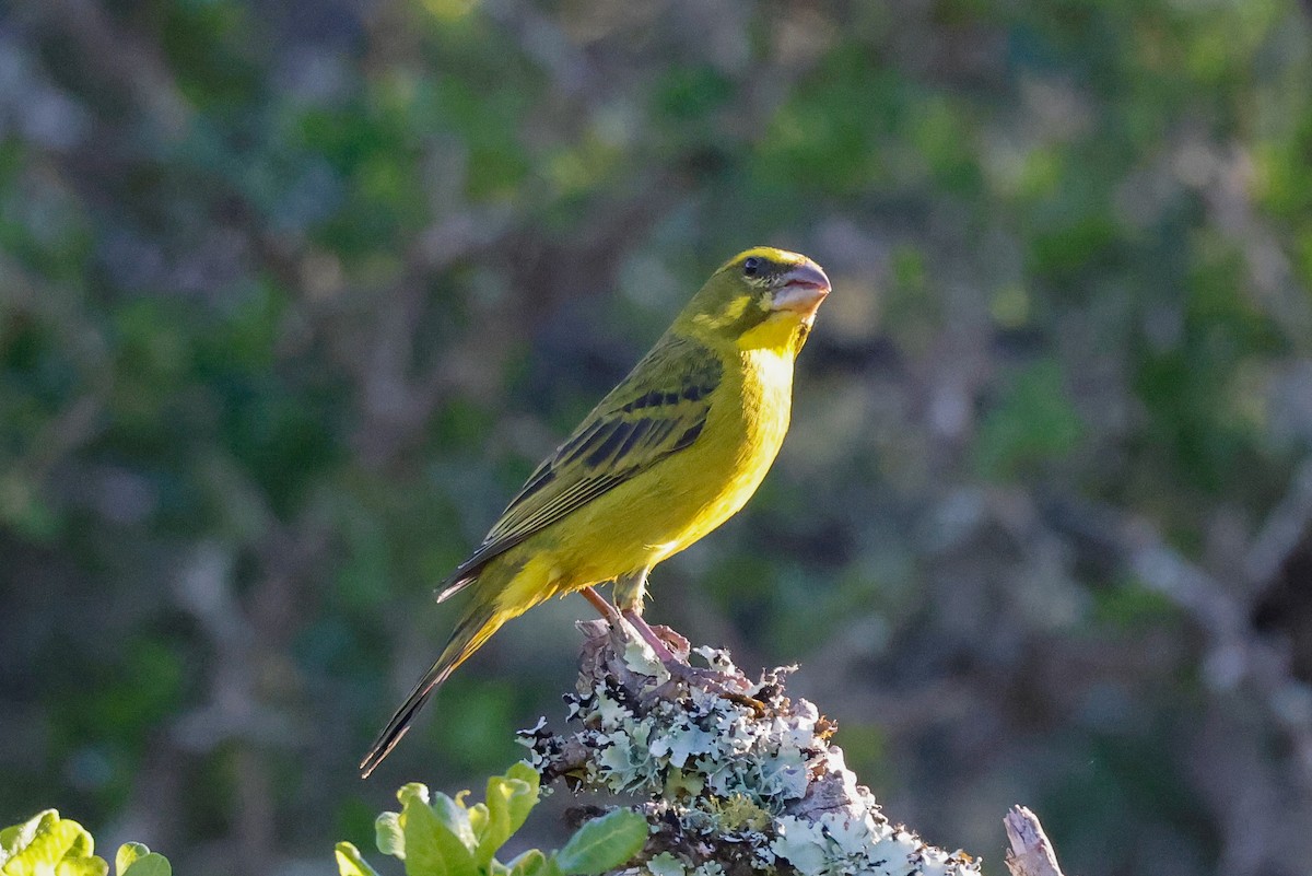 Serín Azufrado - ML620263607