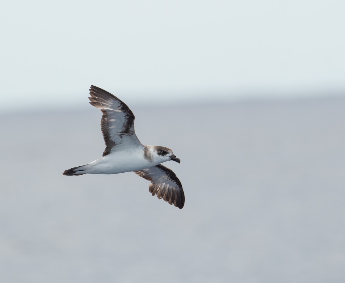 Black-capped Petrel - ML620263613