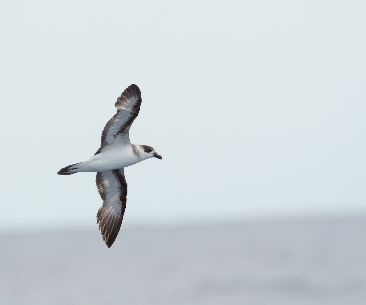 Black-capped Petrel - ML620263614