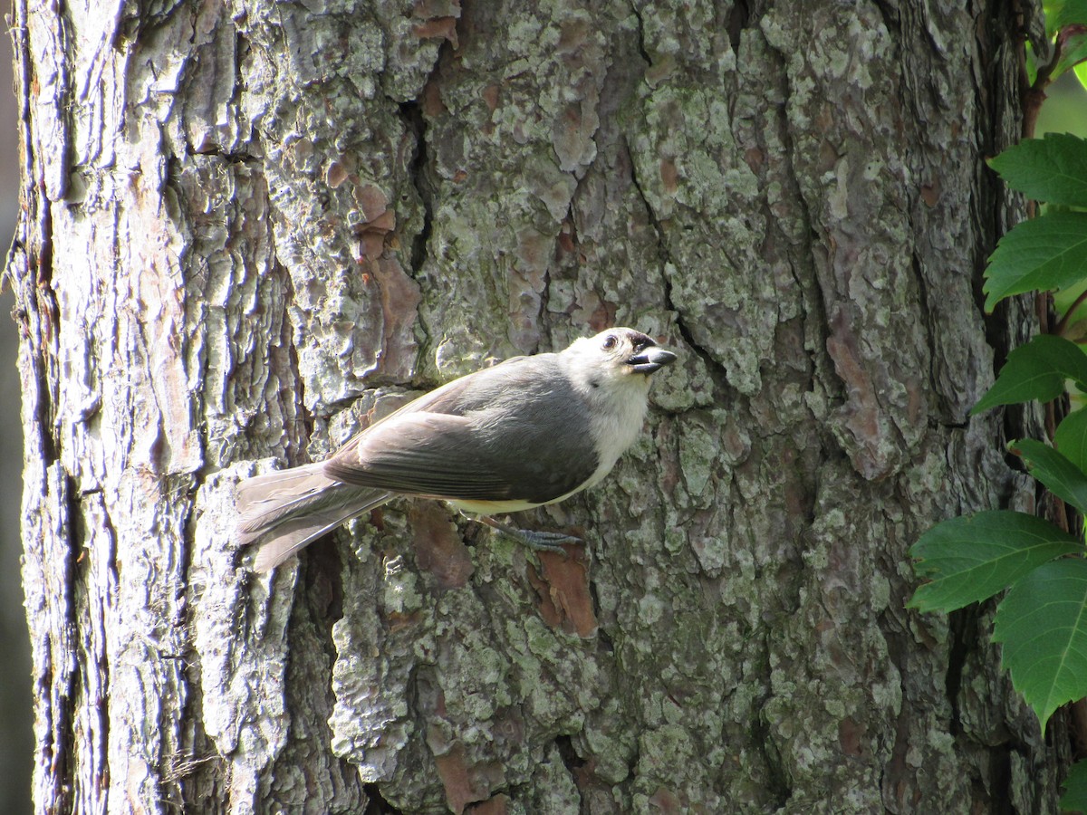 Tufted Titmouse - Timothy Blanchard