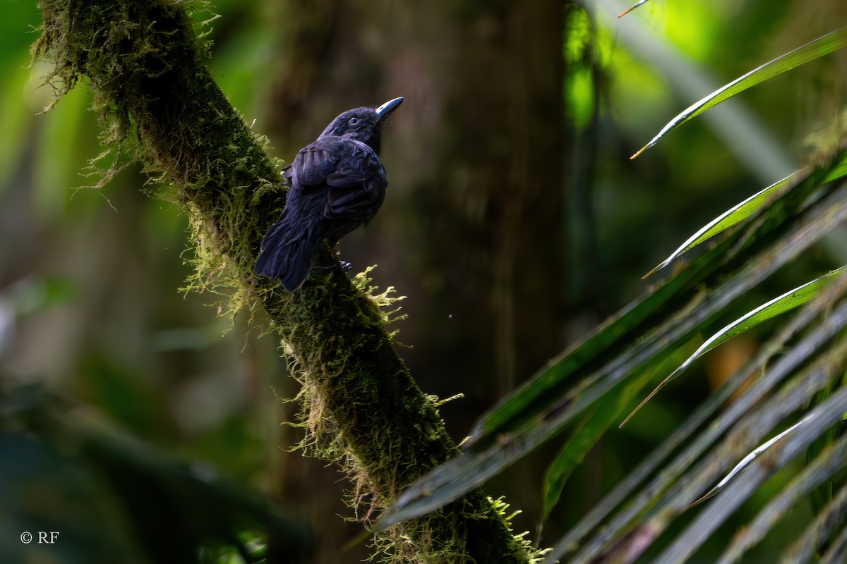 Batará Unicolor - ML620263618