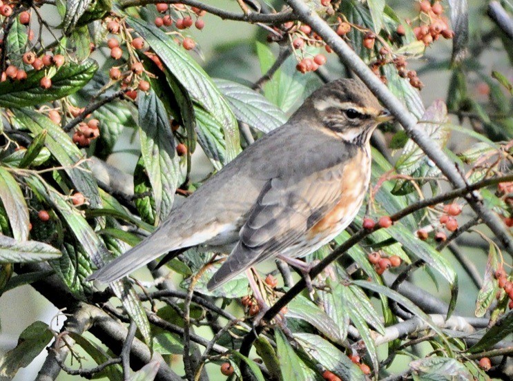 Redwing - ML620263619