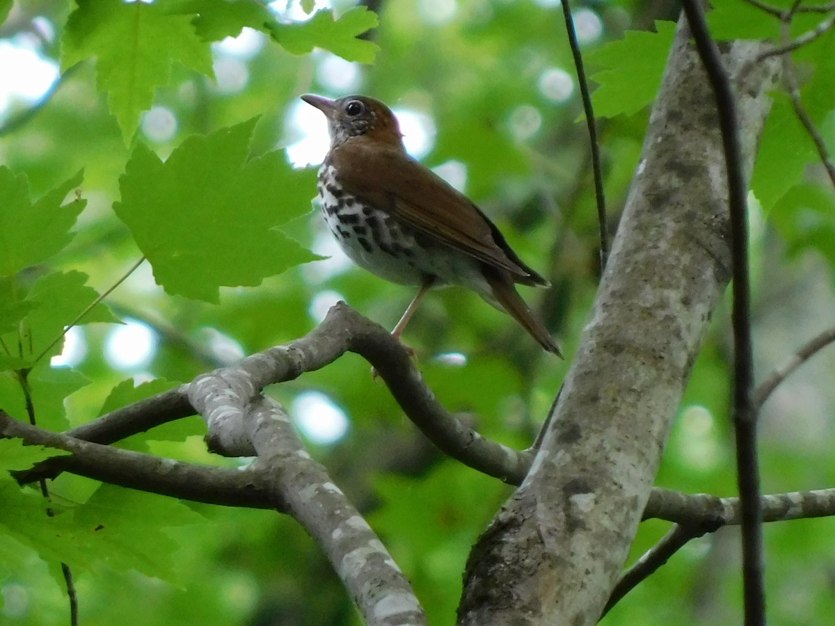 Wood Thrush - ML620263629