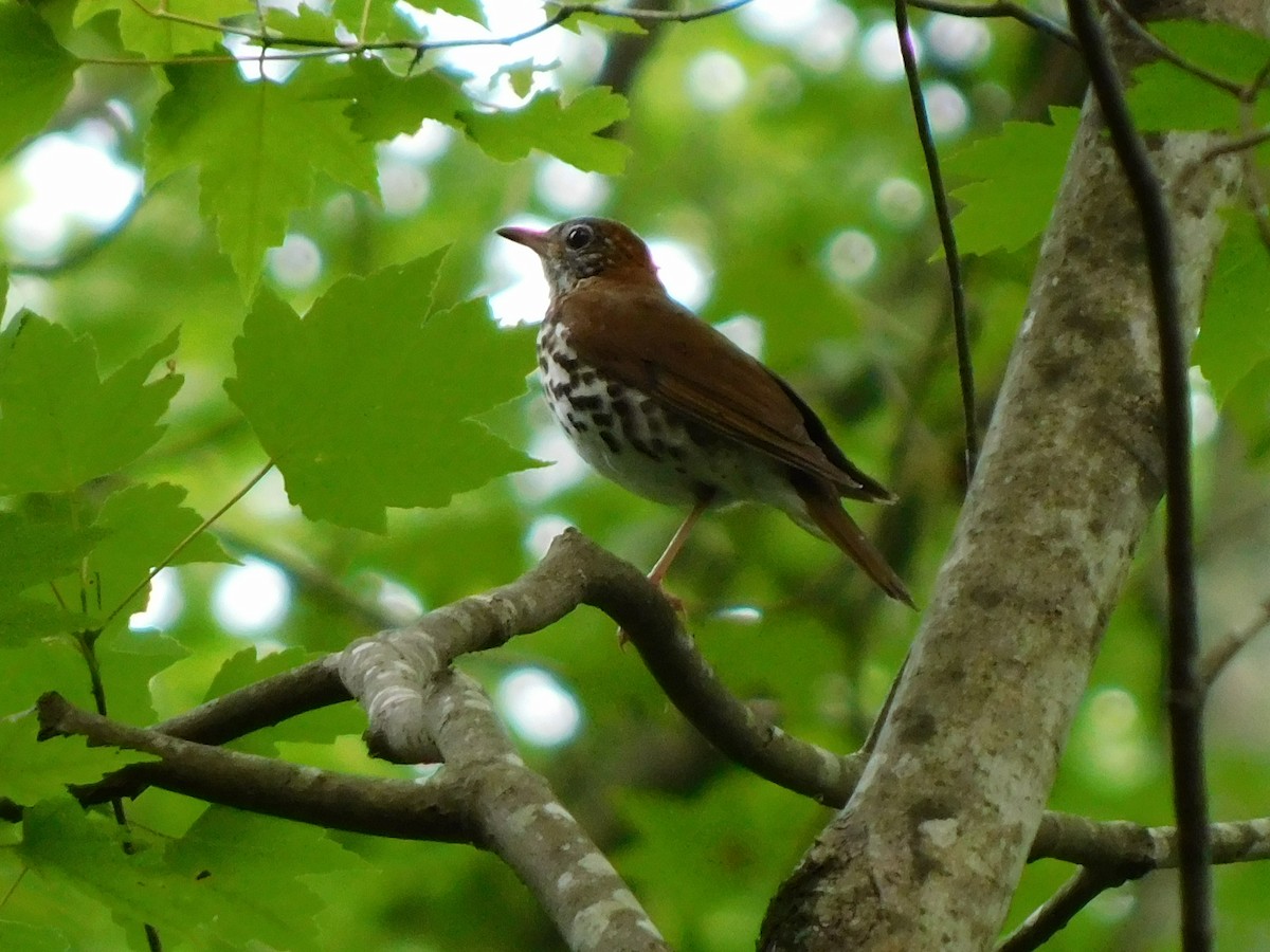 Wood Thrush - ML620263630