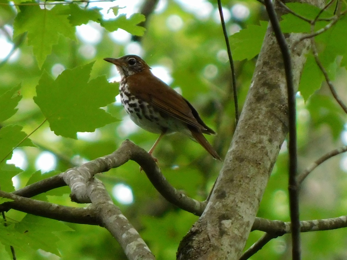 Wood Thrush - ML620263631