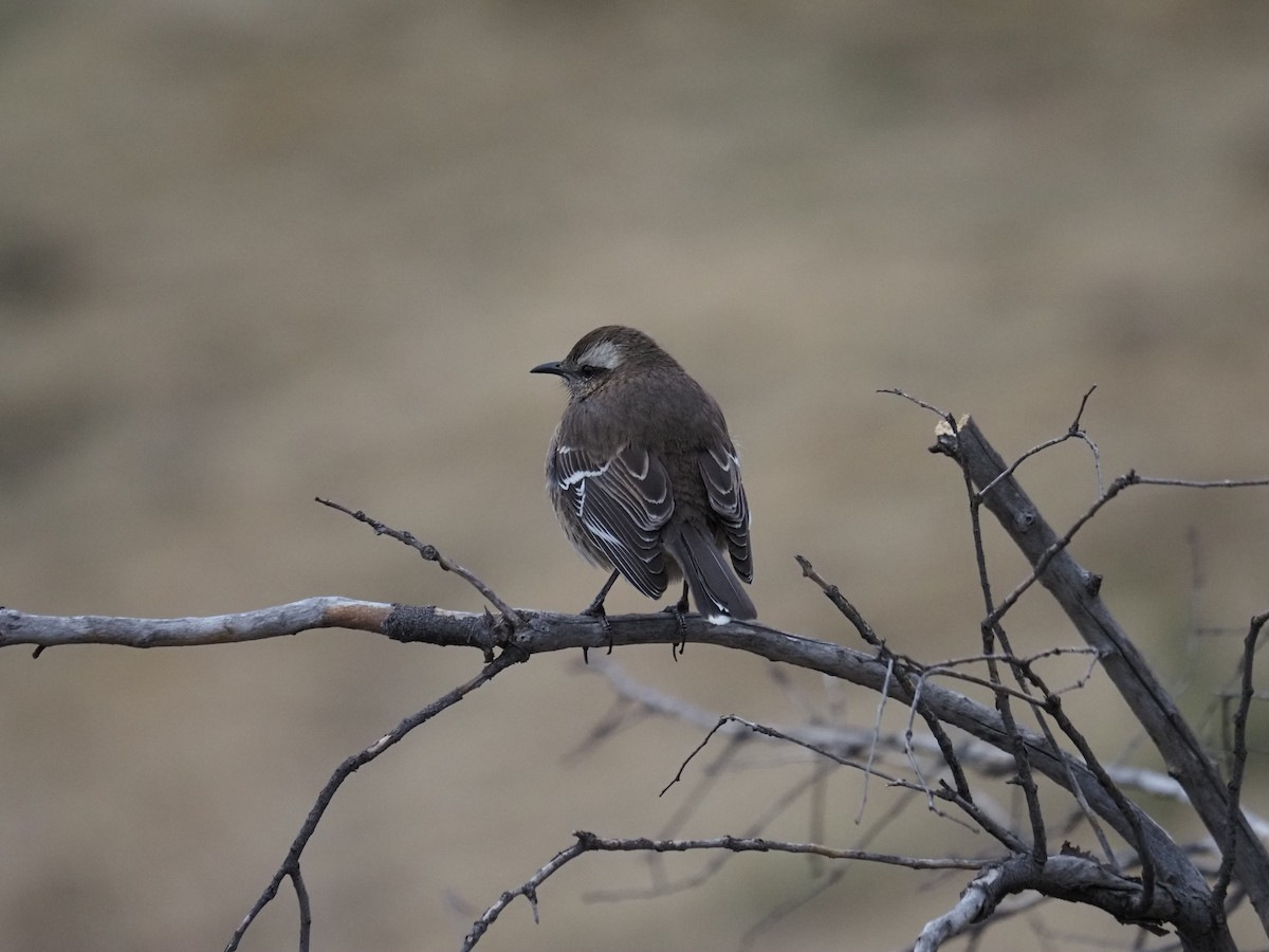 Chilean Mockingbird - ML620263634