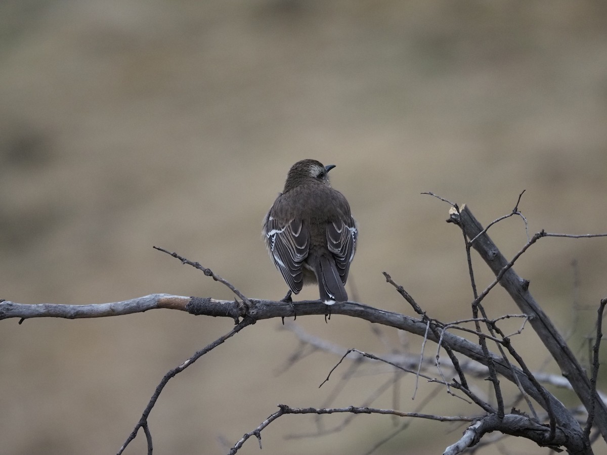 Chilean Mockingbird - ML620263638