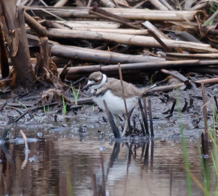 Killdeer - ML620263639