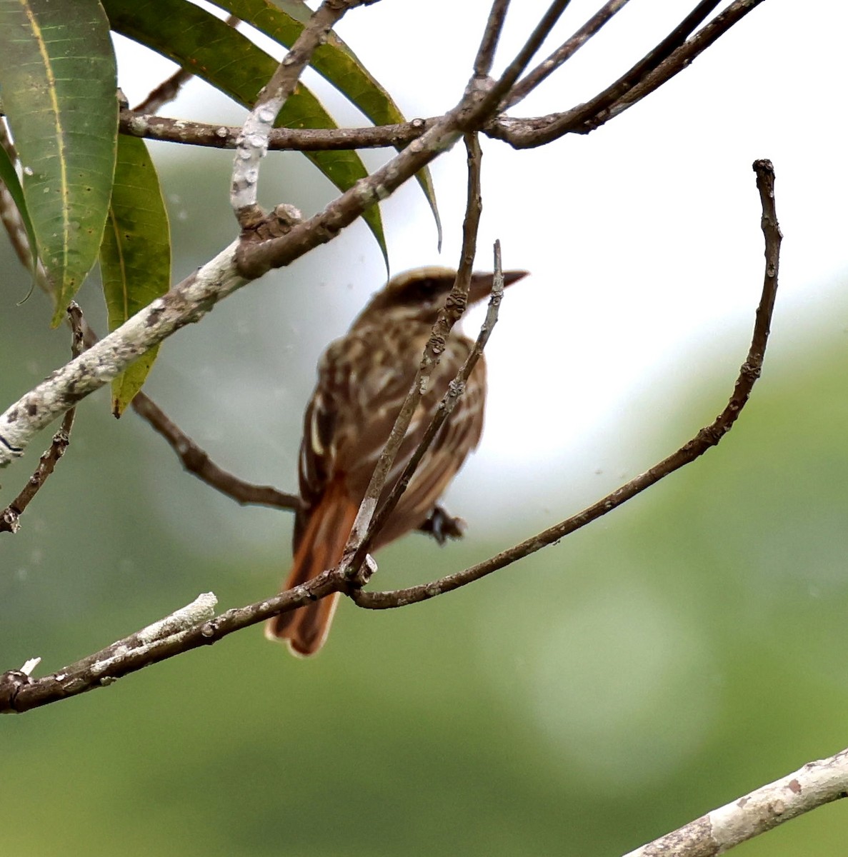 Streaked Flycatcher - ML620263641