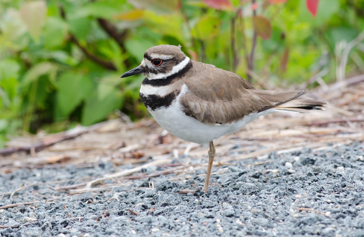 Killdeer - ML620263643