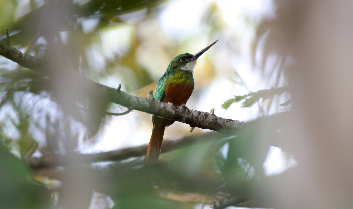 Rufous-tailed Jacamar - David Brassington