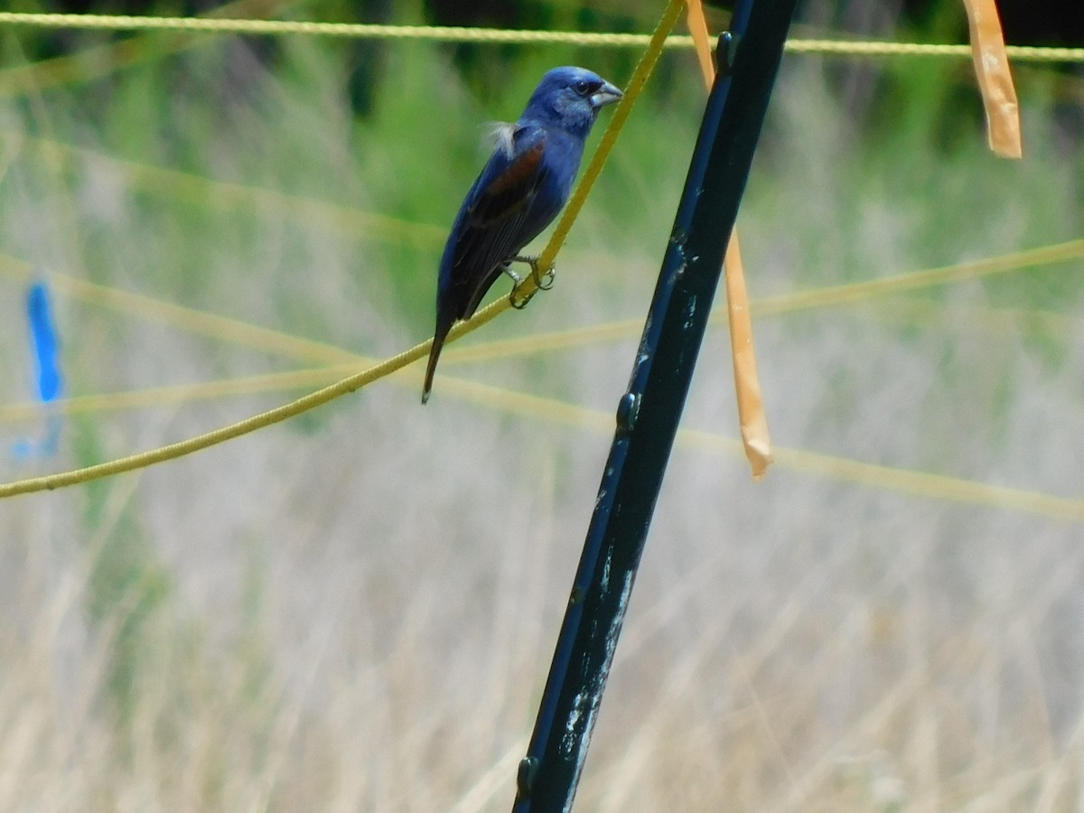 Blue Grosbeak - Julian Monsalve