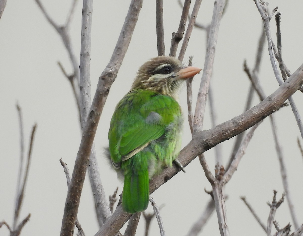 White-cheeked Barbet - ML620263653