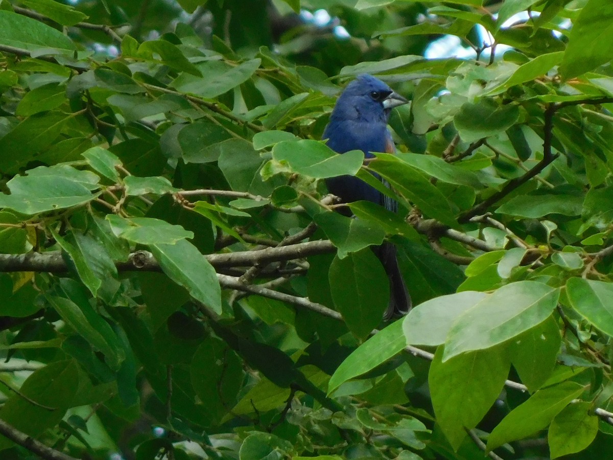 Blue Grosbeak - ML620263655