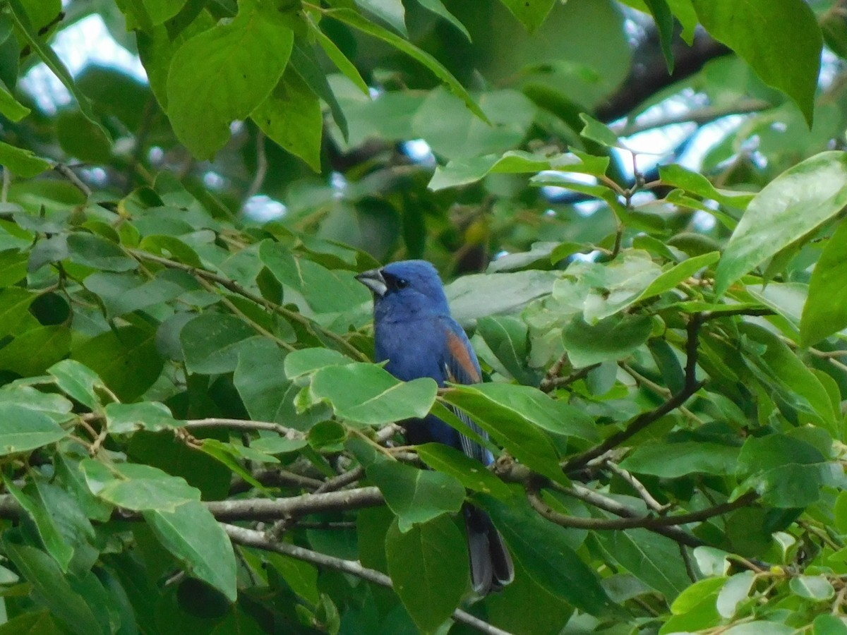 Blue Grosbeak - ML620263656