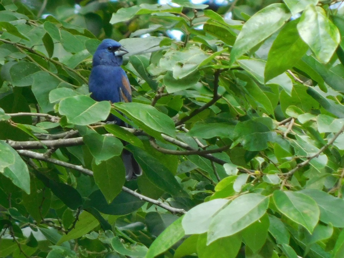 Blue Grosbeak - Julian Monsalve