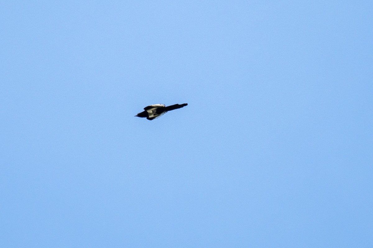 Eurasian Magpie - Brent Reed