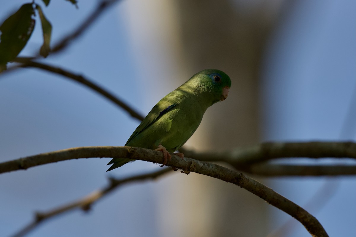 Blue-fronted Parrotlet - David Brassington