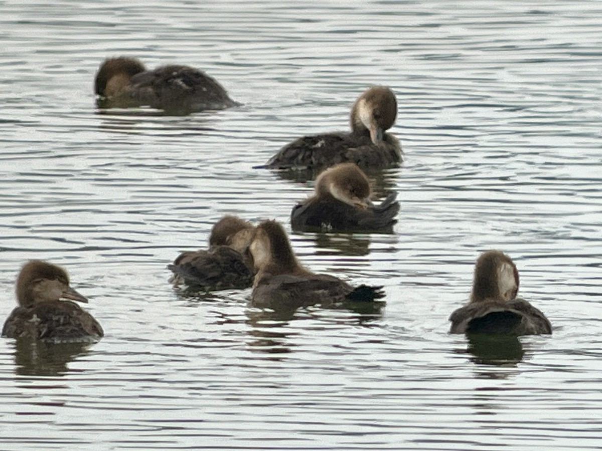 Hooded Merganser - ML620263677