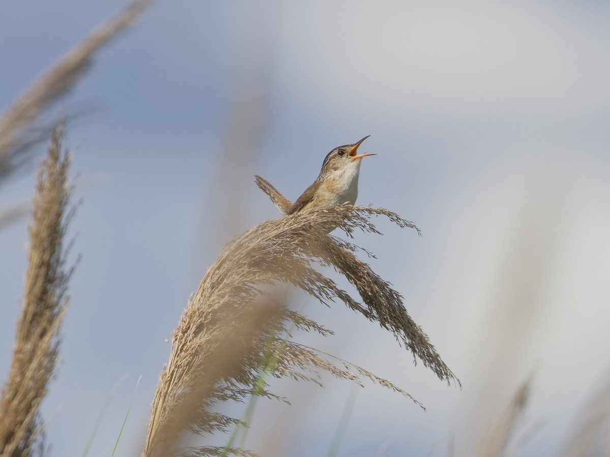 Marsh Wren - ML620263679