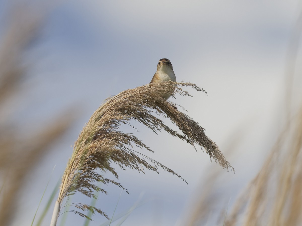 Marsh Wren - ML620263680