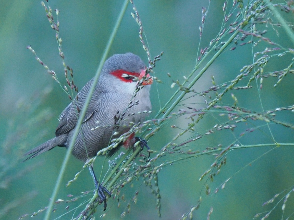 Common Waxbill - ML620263682