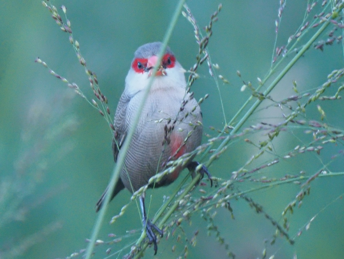 Common Waxbill - ML620263684