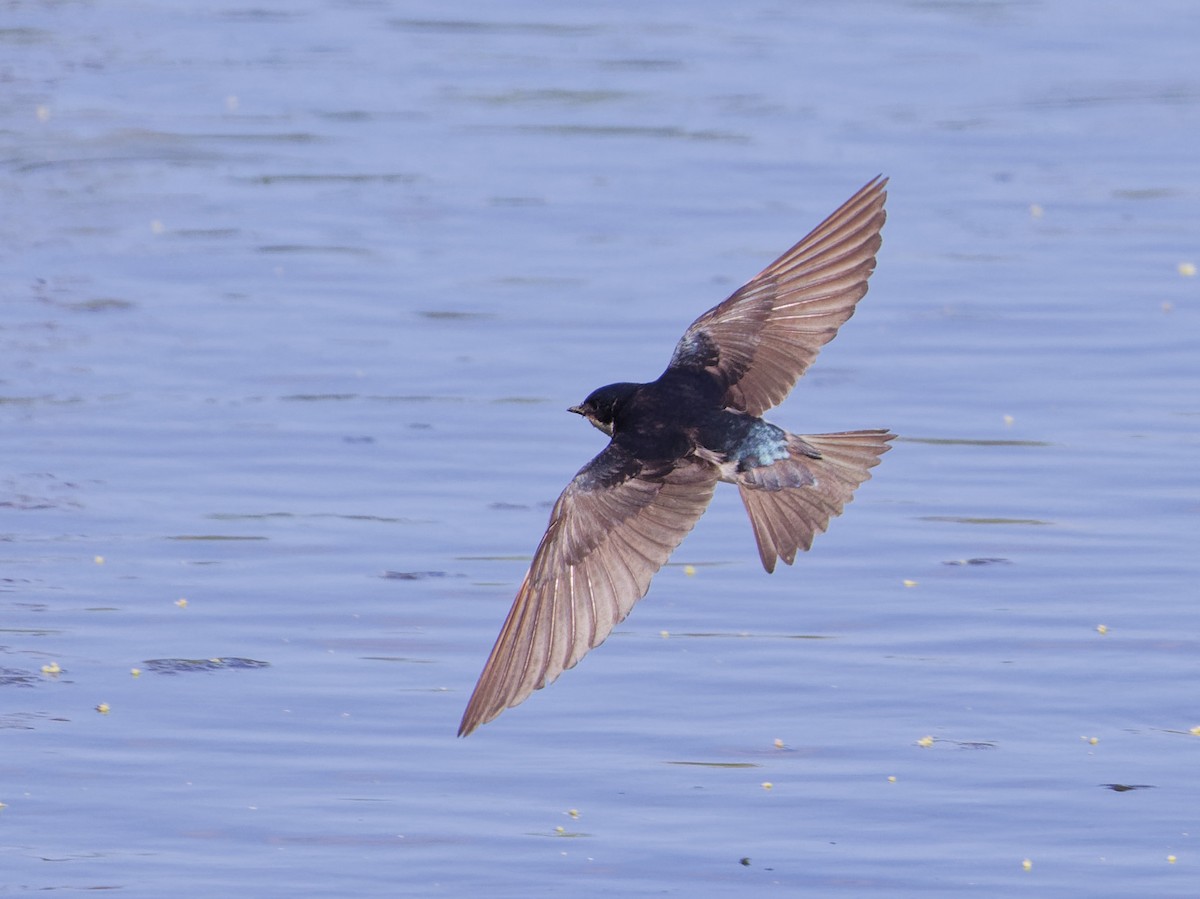 Tree Swallow - ML620263696