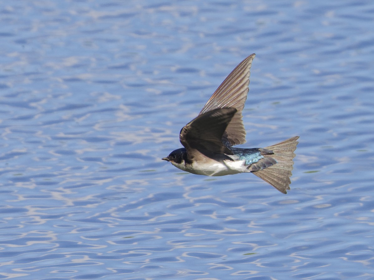 Tree Swallow - ML620263699