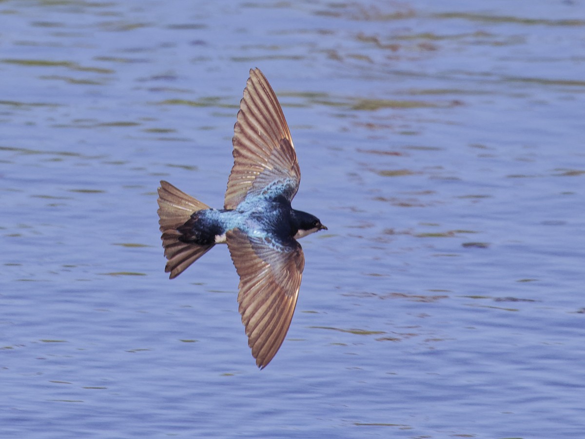 Tree Swallow - ML620263703