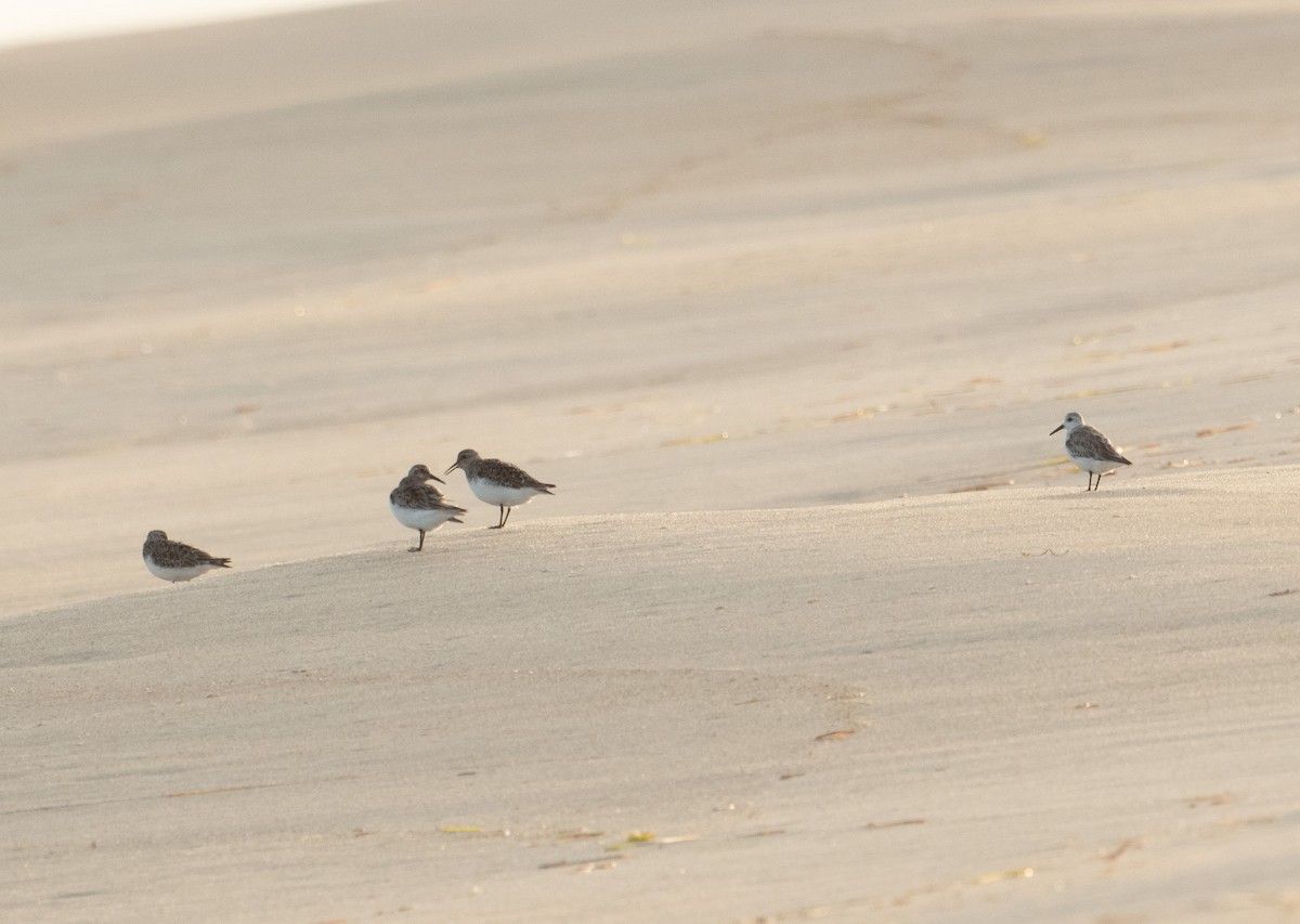 Bécasseau sanderling - ML620263704