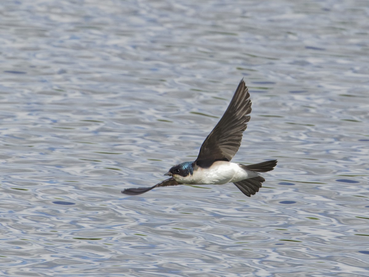 Tree Swallow - ML620263706