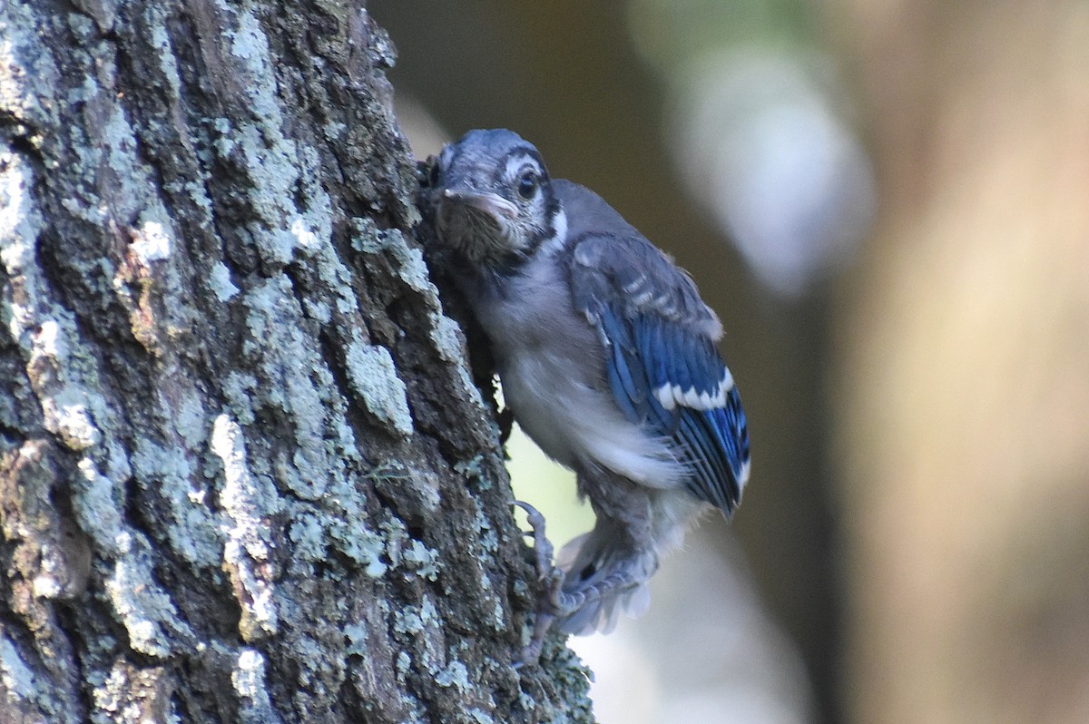 Blue Jay - ML620263711