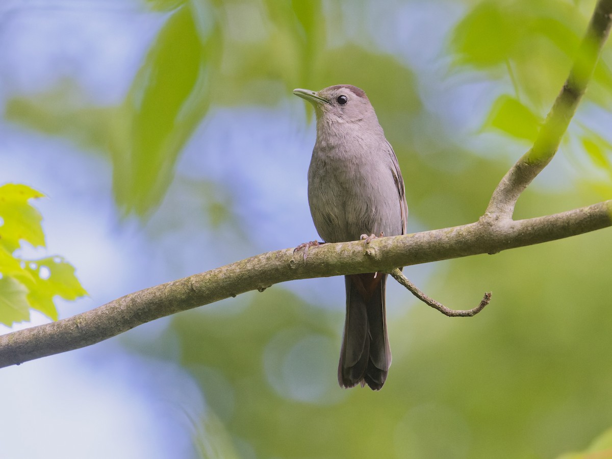 Gray Catbird - Angus Wilson