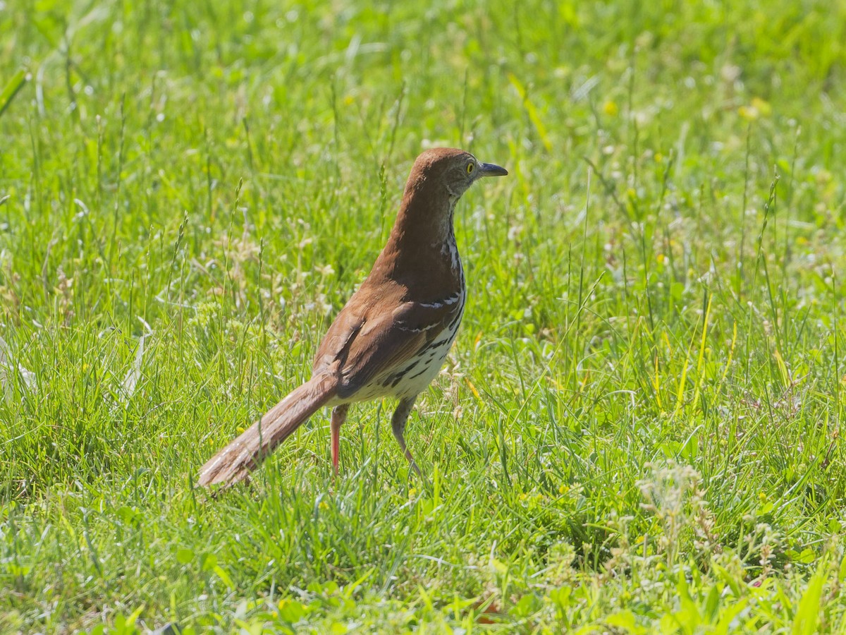 Brown Thrasher - ML620263718