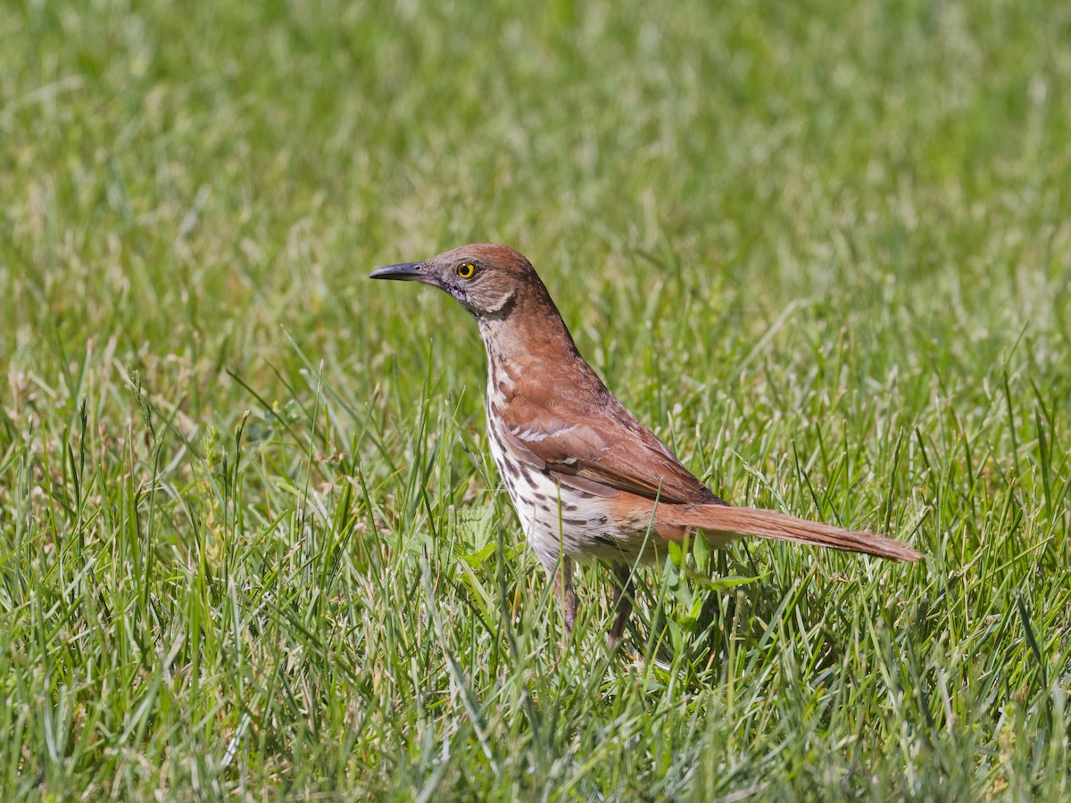 Brown Thrasher - ML620263719